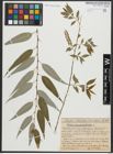 Foto von Salix amygdaloides Andersson
